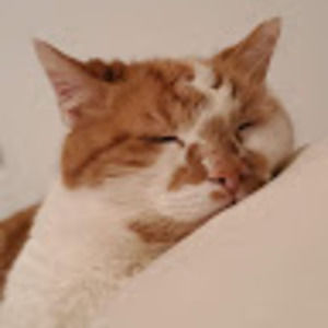 Meet your Posher, Molly